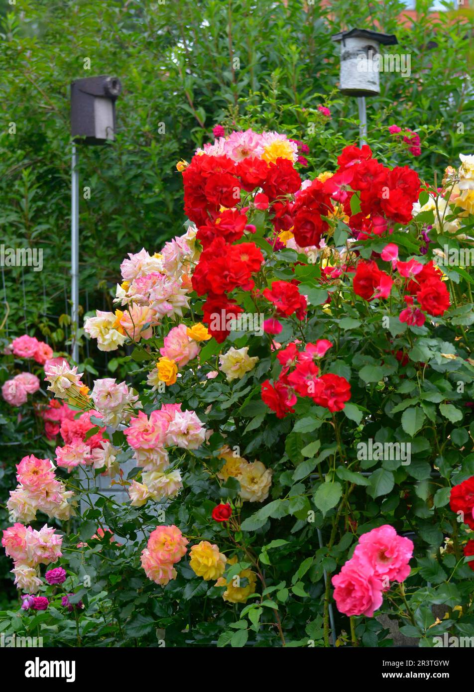 Verschiedene blühende Rosen im Garten, Vogelnestkasten Stockfoto