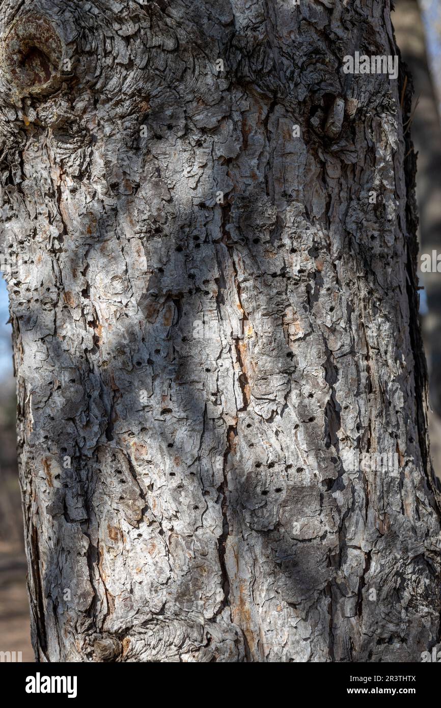 Nahaufnahme der strukturierten Rinde auf dem Stamm einer reifen österreichischen Kiefer (pinus nigra) mit zahlreichen Löchern, die von Spechern und Sapsuckern geschaffen wurden Stockfoto