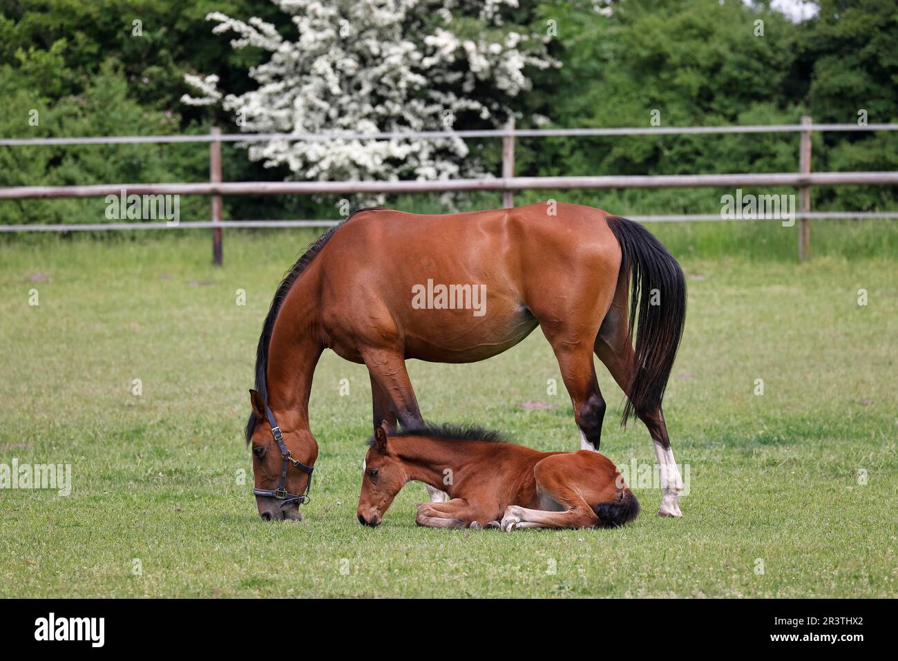 Hauspferde (Equus caballus), Weidestute mit ruhendem Fohlen auf der Wiese, Tierkind, Schleswig-Holstein, Deutschland Stockfoto