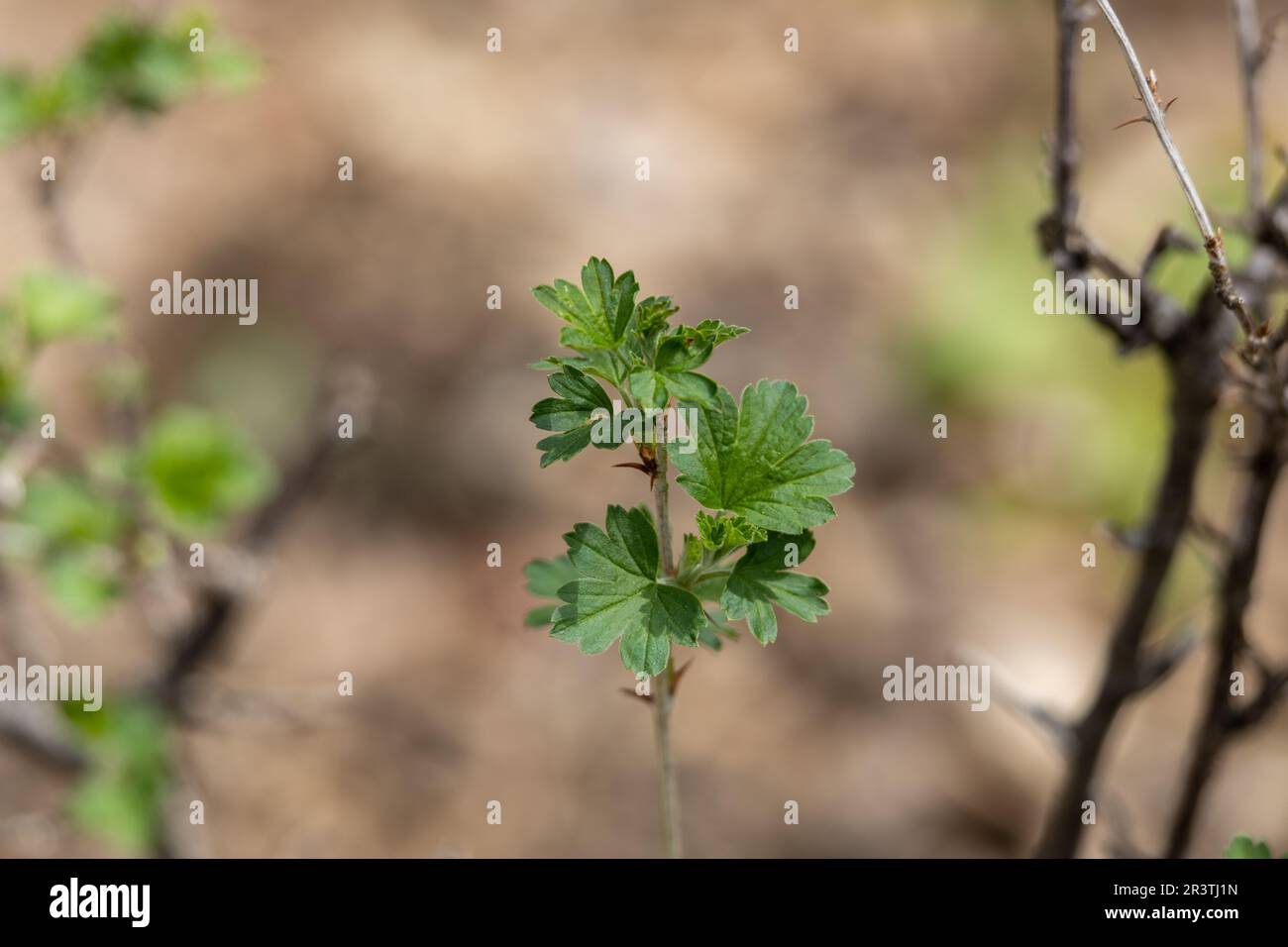 Dieses Bild zeigt eine Nahaufnahme einer unscharfen abstrakten Textur eines Stachelbeerbuschzweigs (ribes missouriense) mit neu aufkommenden Blättern. Stockfoto