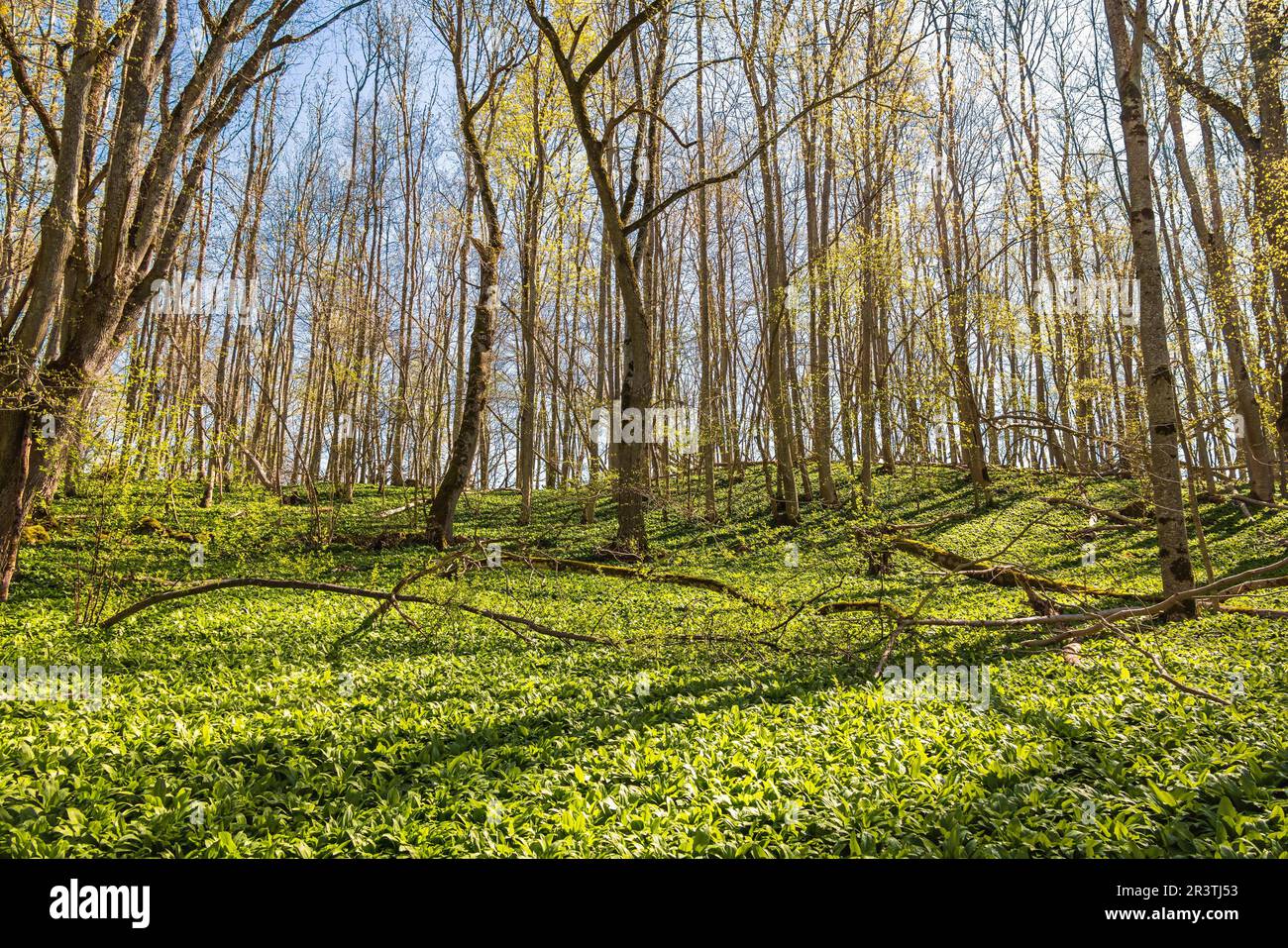 Blätter, die sich an einem sonnigen Frühlingstag in einem Laubwald mit wildem Knoblauch (Allium ursinum) bilden Stockfoto