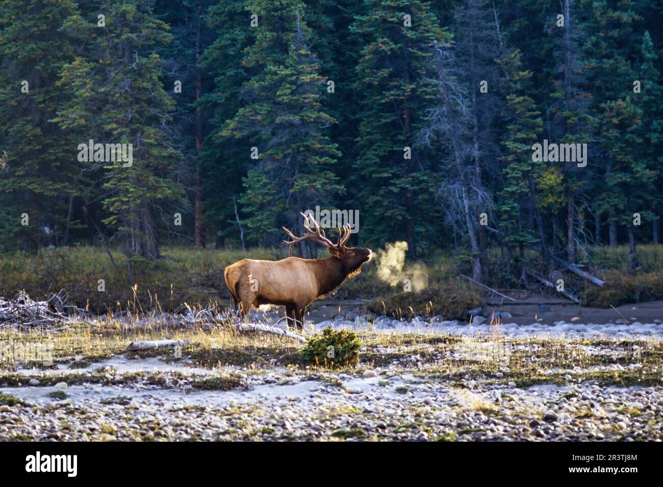 Wapitis (Cervus canadensis) mit seinem Atem im Hinterlicht eines Flussufers im Wald des Banff National Park, Kanada Stockfoto