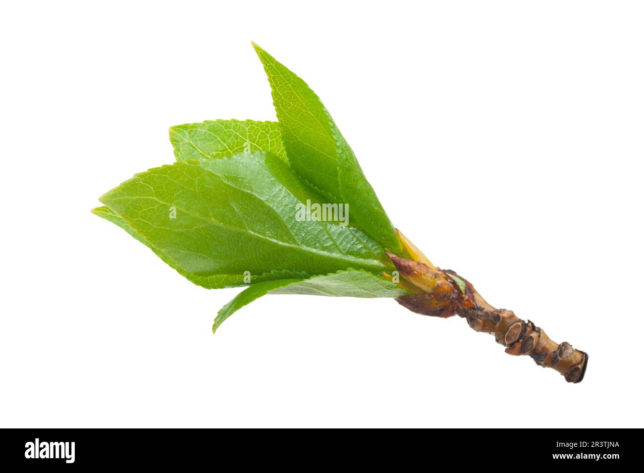 Frühling-Knospen Stockfoto