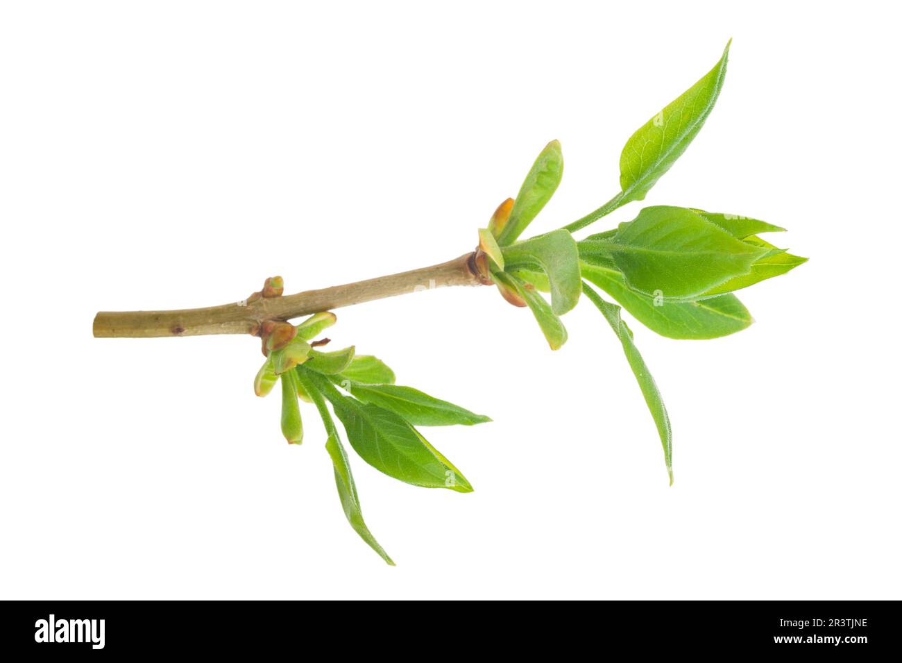 Frühjahrsknospen. Flieder Stockfoto