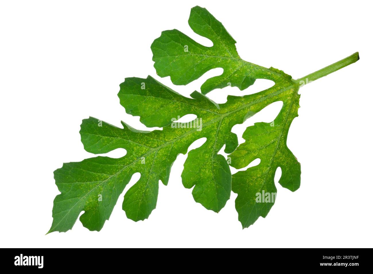 Wassermelonenblatt Stockfoto