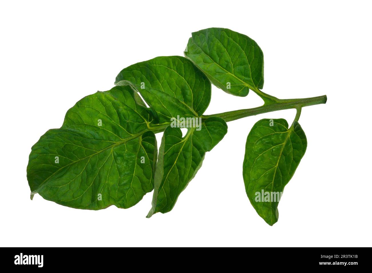 Tomaten-Blatt Stockfoto