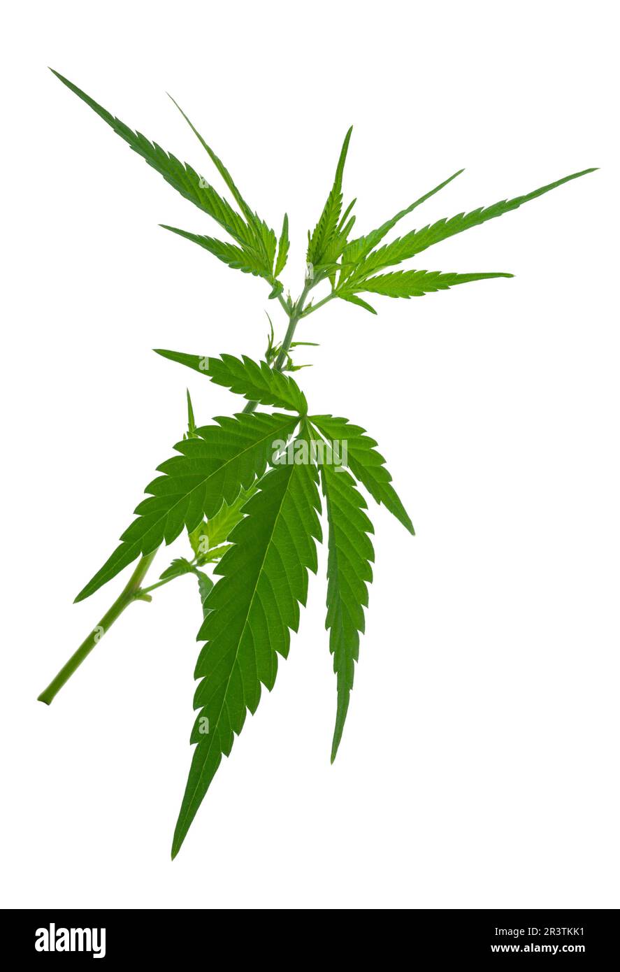 Eine junge neue wachsende Cannabispflanze (Marihuana) Stockfoto