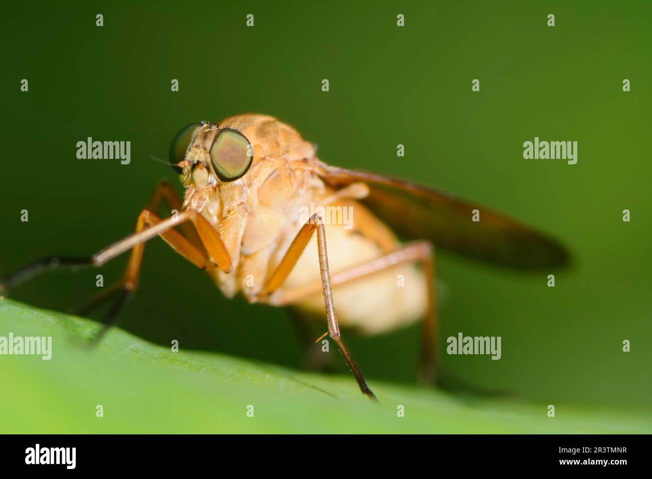 Makro einer Pferdefliege Insekt Stockfoto