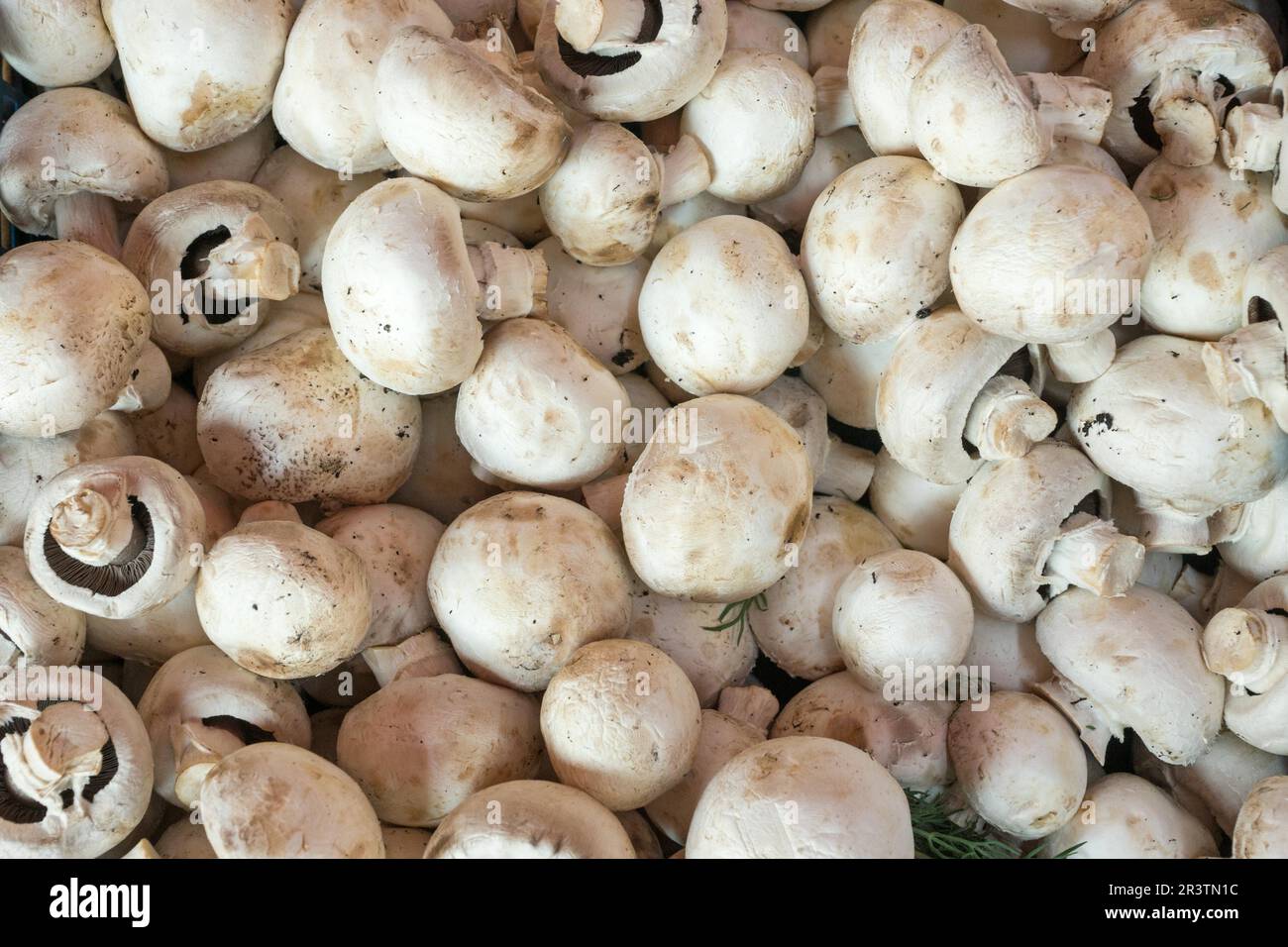 Frischer Pilzhintergrund Stockfoto