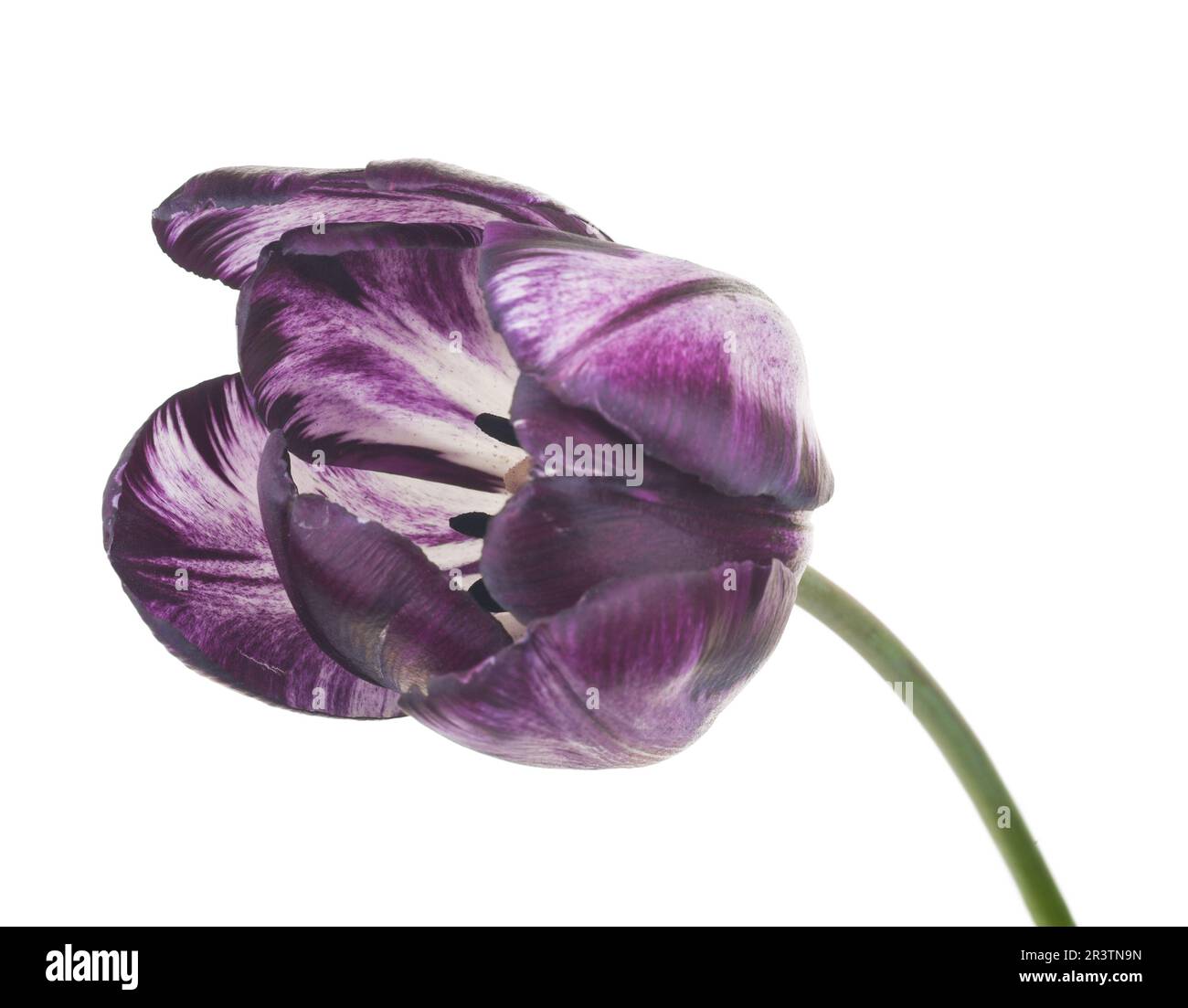 Lila Tulpe auf weiß Stockfoto