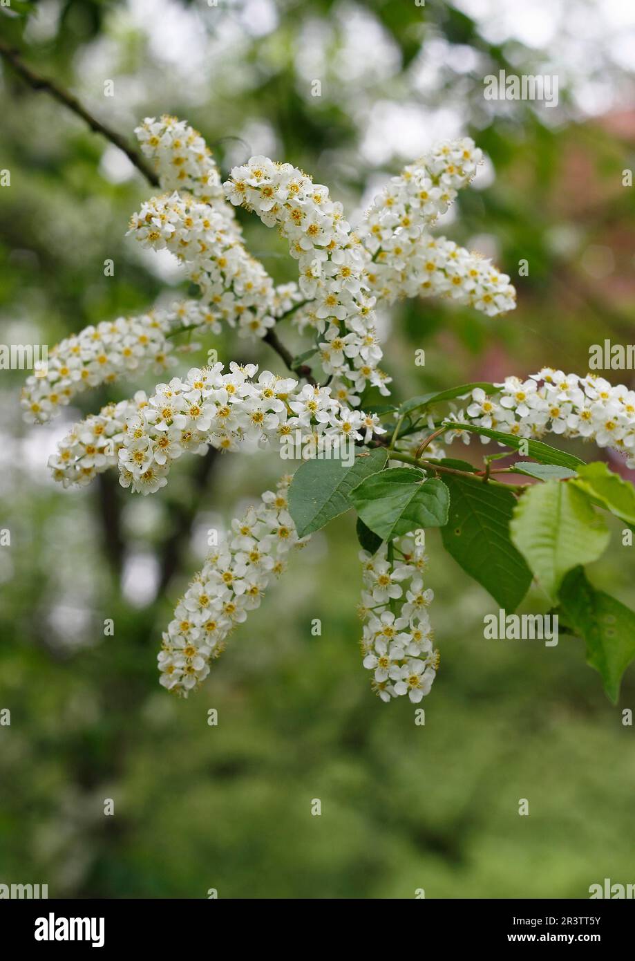 Europäische Vogelkirsche (Prunus padus), mit weißen Blüten, Nordrhein-Westfalen, Deutschland Stockfoto