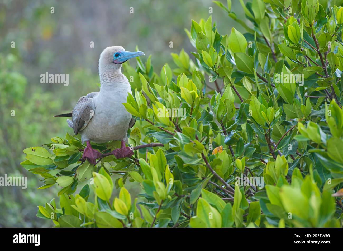 Rotfußkauz (Sula sula) in roten Mangroven, Insel Genovesa, Galapagos, Ecuador Stockfoto