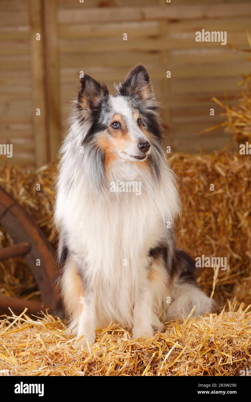 Sheltie, männlich, Blauer Merle, 11 Jahre alt, Shetland Sheepdog Stockfoto