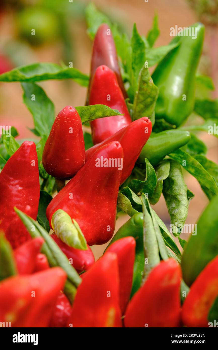 Die Pfefferplantage vom Steppen de Corti Stockfoto