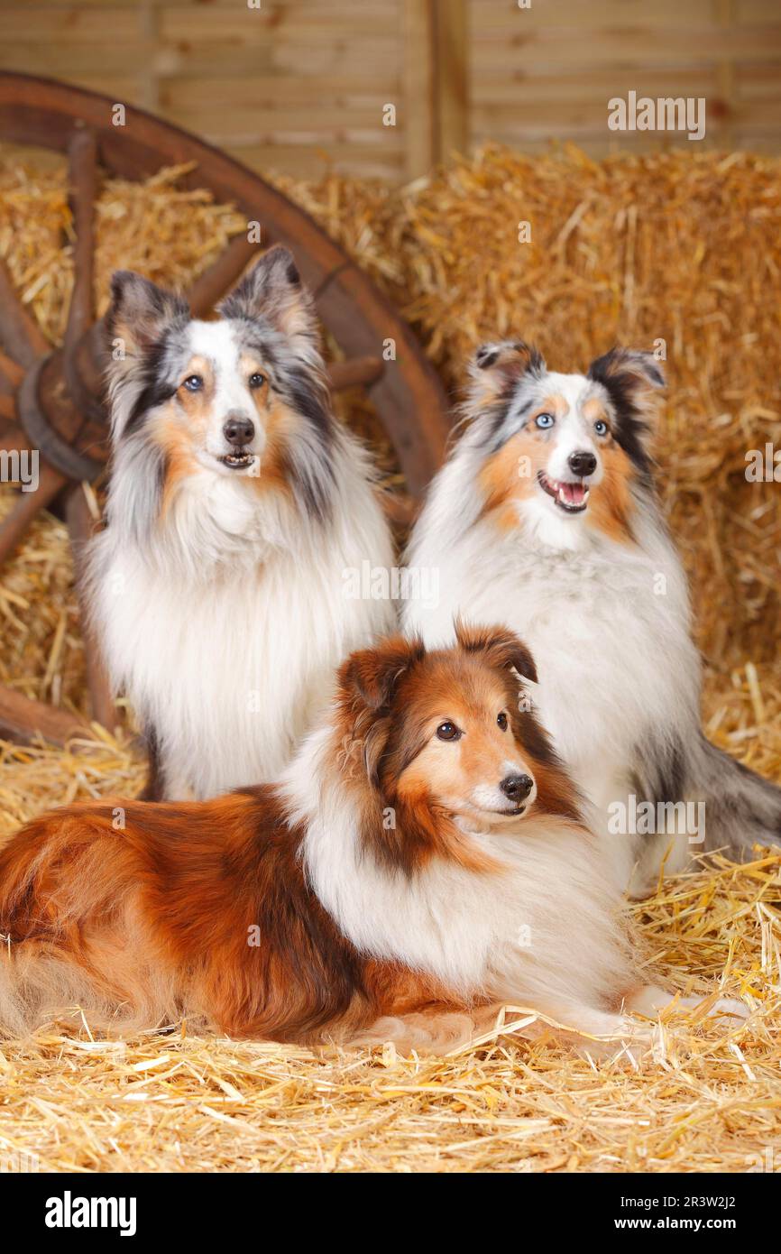 Shelties, Männchen, blauer Merle und Zobelweiß, Shetland Sheepdog Stockfoto