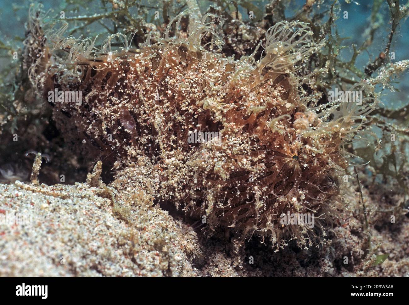 Haariger Froschfisch, gestreifter Froschfisch (Antennarius striatus), Indopazifik, Philippinen Stockfoto