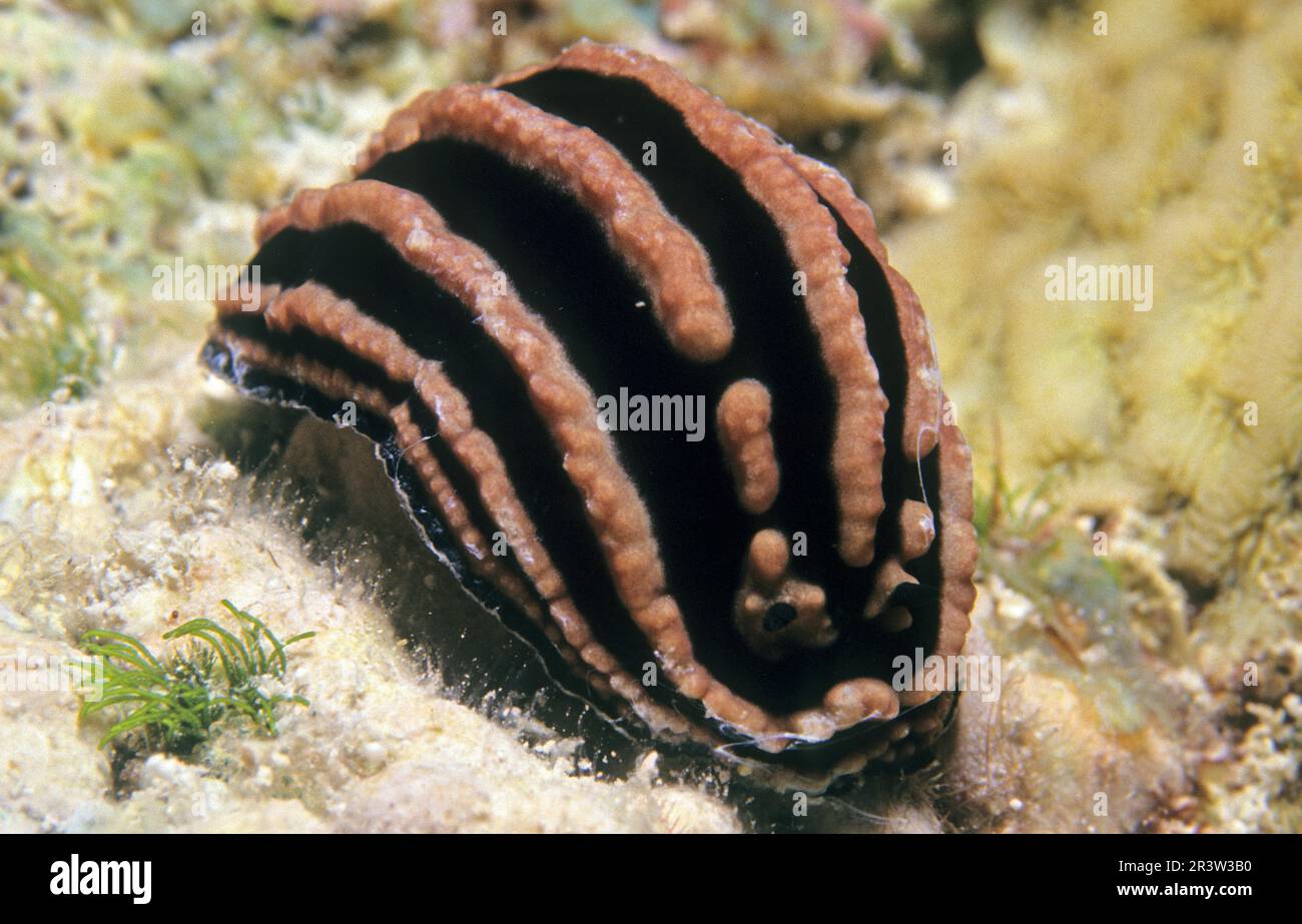 Streifenschnecke, Nudibranch, Indo-Pacific (Phyllidiella rosans) Stockfoto