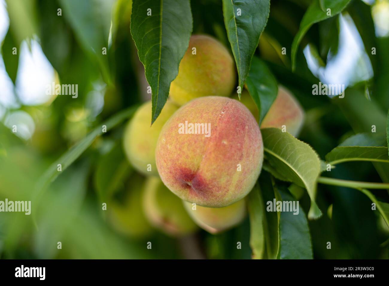 Reife Pfirsiche auf dem Baum mit selektivem Fokus und verschwommenem Hintergrund Stockfoto