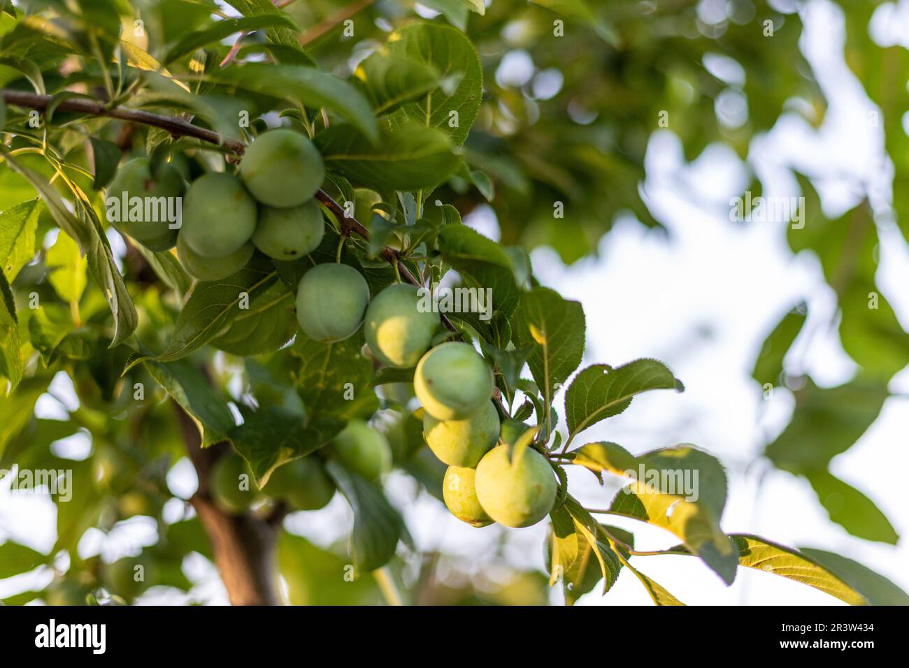 Ein Haufen unreifer, grüner, kleiner Pflaumen auf dem Ast eines Obstbaums Stockfoto