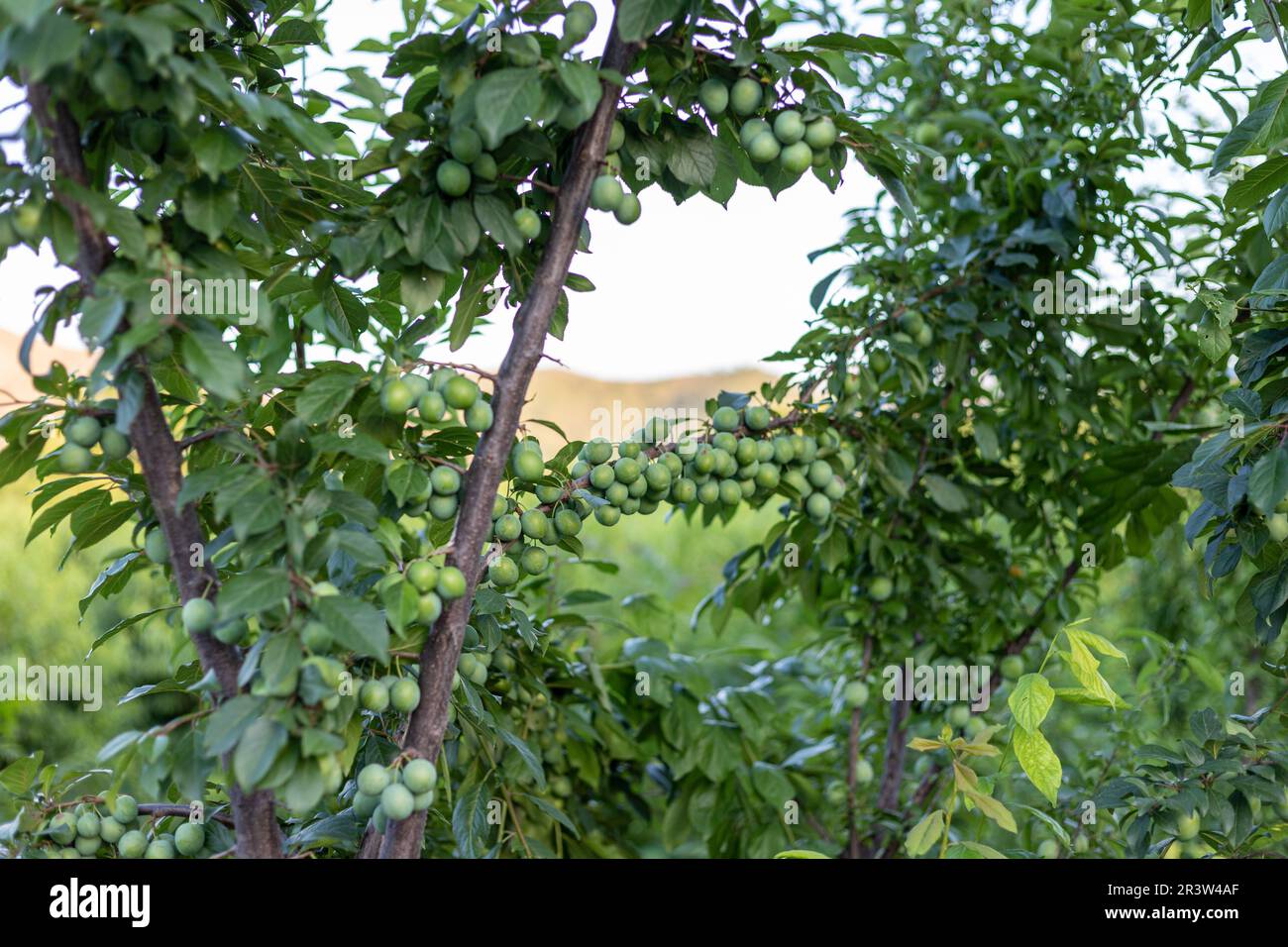 Zweig voll mit Pflaumen in der Fruchtsaison Stockfoto