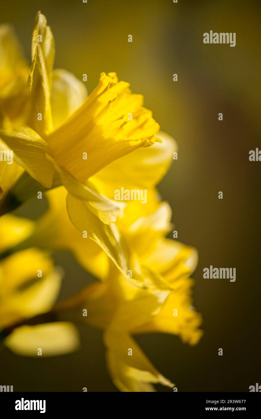 Eingelegte Narzissenblüten. Stockfoto