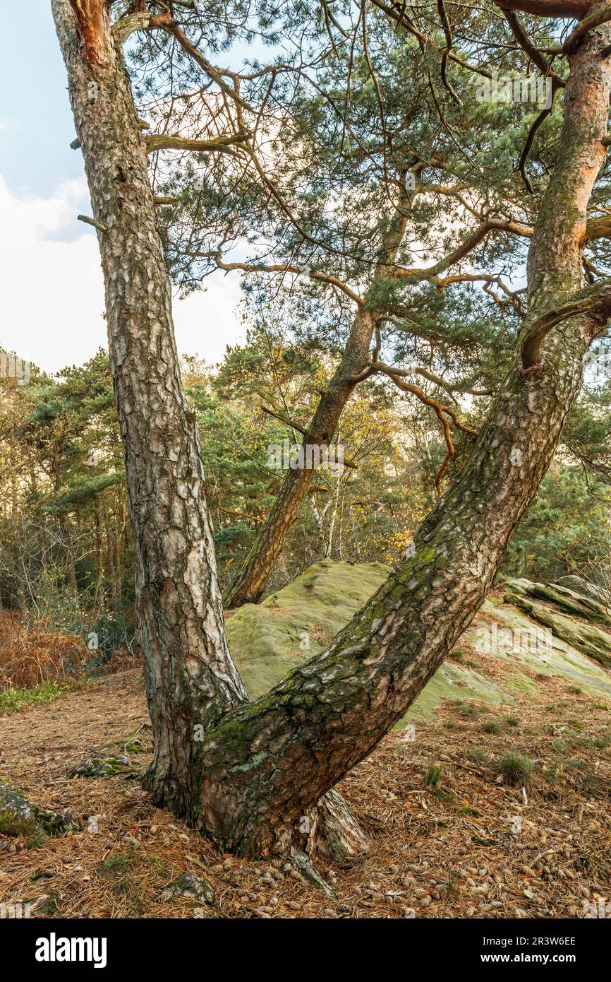 DÃ¶Renther Klippen, Felsen mit Waldkiefer im Land Tecklenburg, Nordrhein-Westfalen Stockfoto