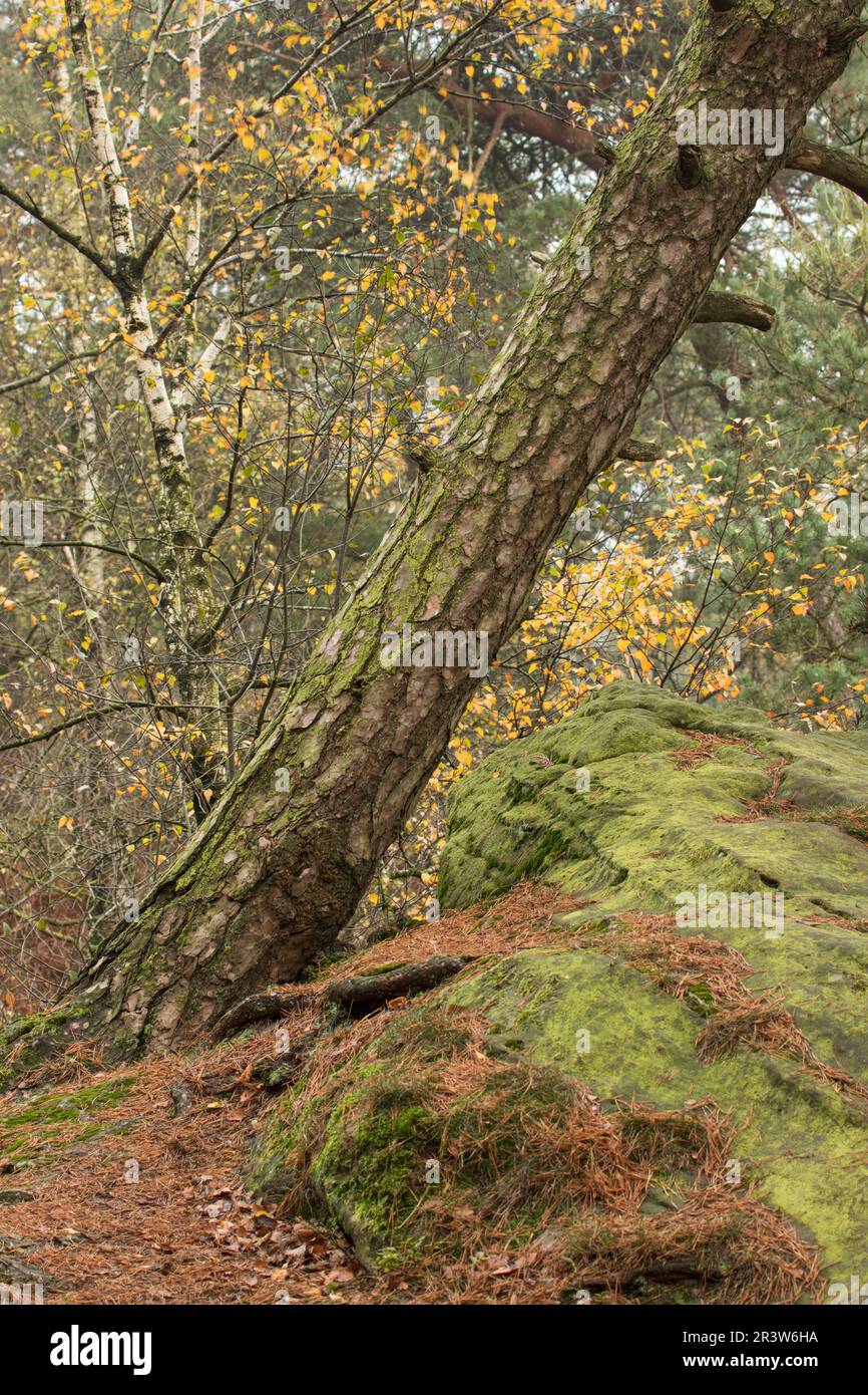 DÃ¶Renther Klippen, Felsen mit Waldkiefer im Land Tecklenburg, Nordrhein-Westfalen Stockfoto