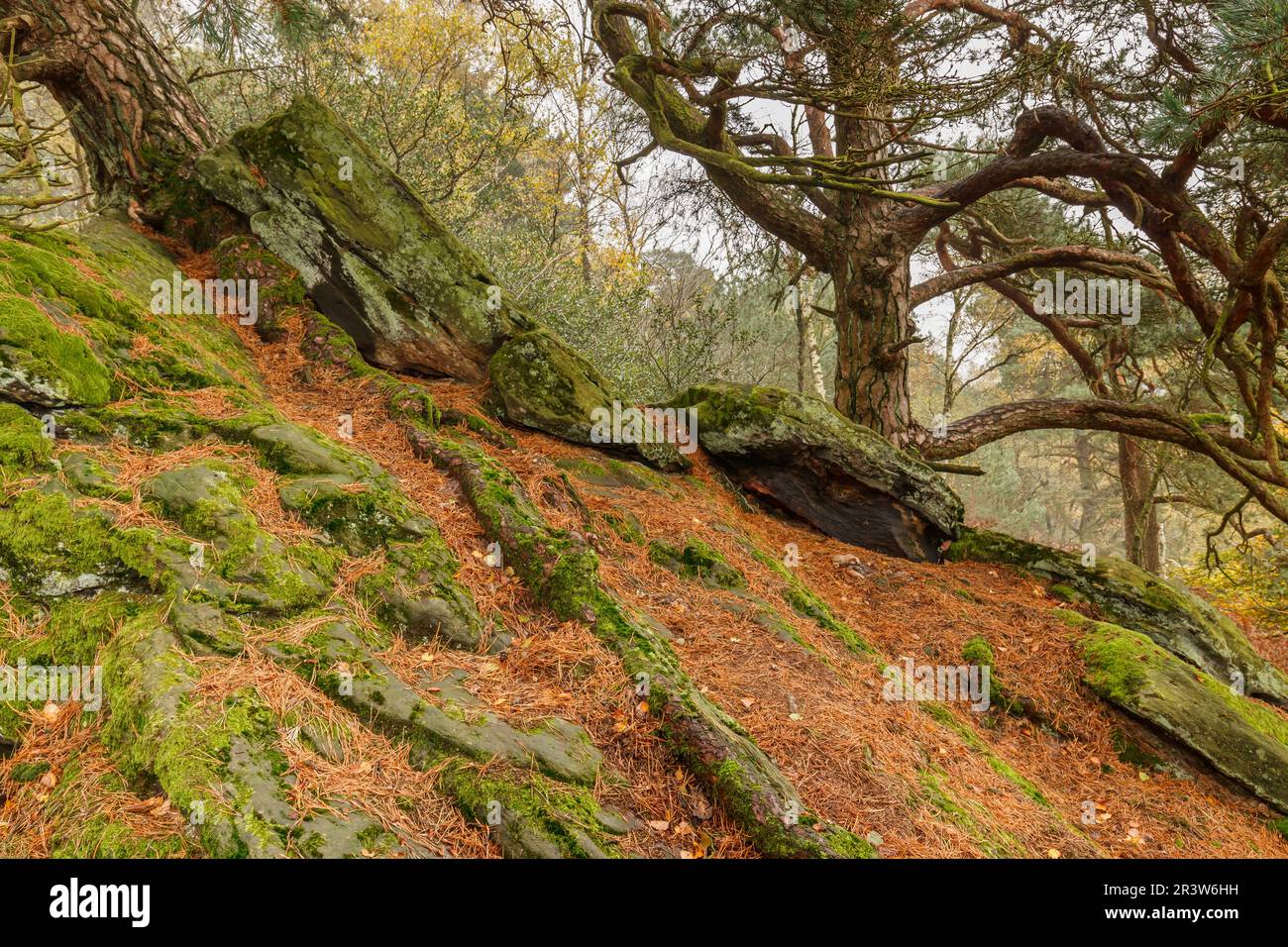 DÃ¶Renther Klippen, Felsen mit Waldkiefer im Land Tecklenburg, Nordrhein-Westfalen Stockfoto