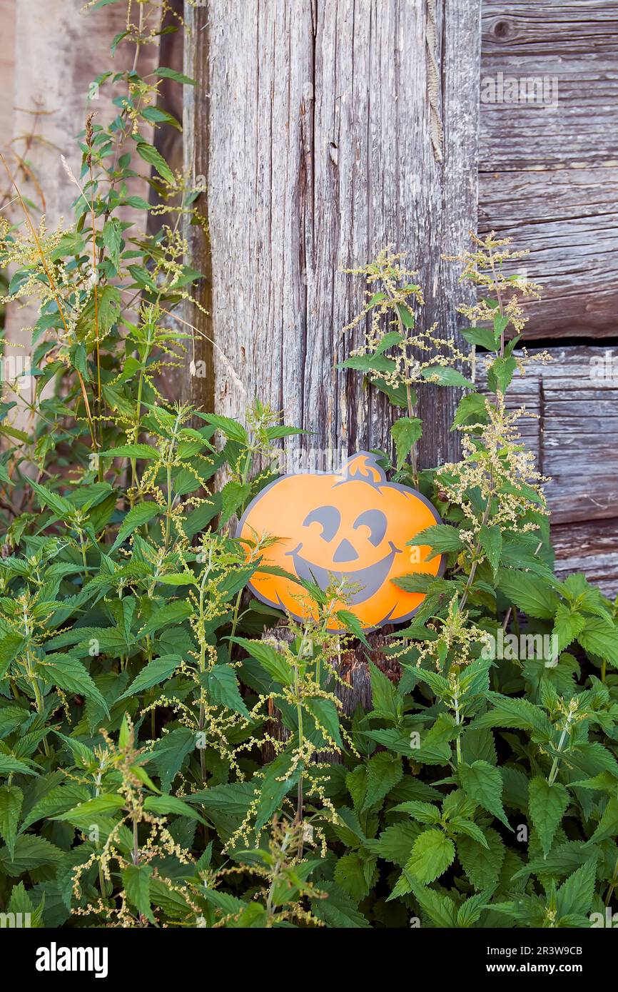 Halloween-Dekor im Freien. Papierkürbis in Nesselpflanzen Stockfoto