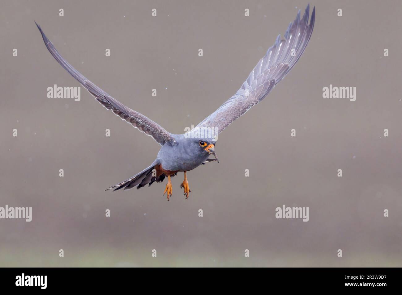 Rotfußfalke (Falco vespertinus), Vorderansicht eines 2. Cent männlichen Flugreisenden, Kampanien, Italien Stockfoto