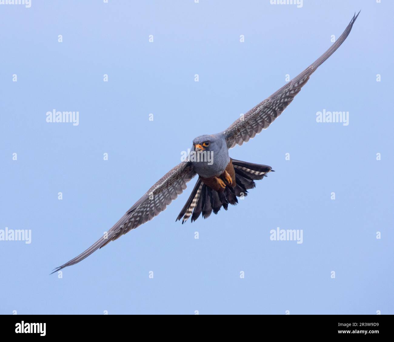 Rotfußfalke (Falco vespertinus), Vorderansicht eines 2. Cent männlichen Flugreisenden, Kampanien, Italien Stockfoto