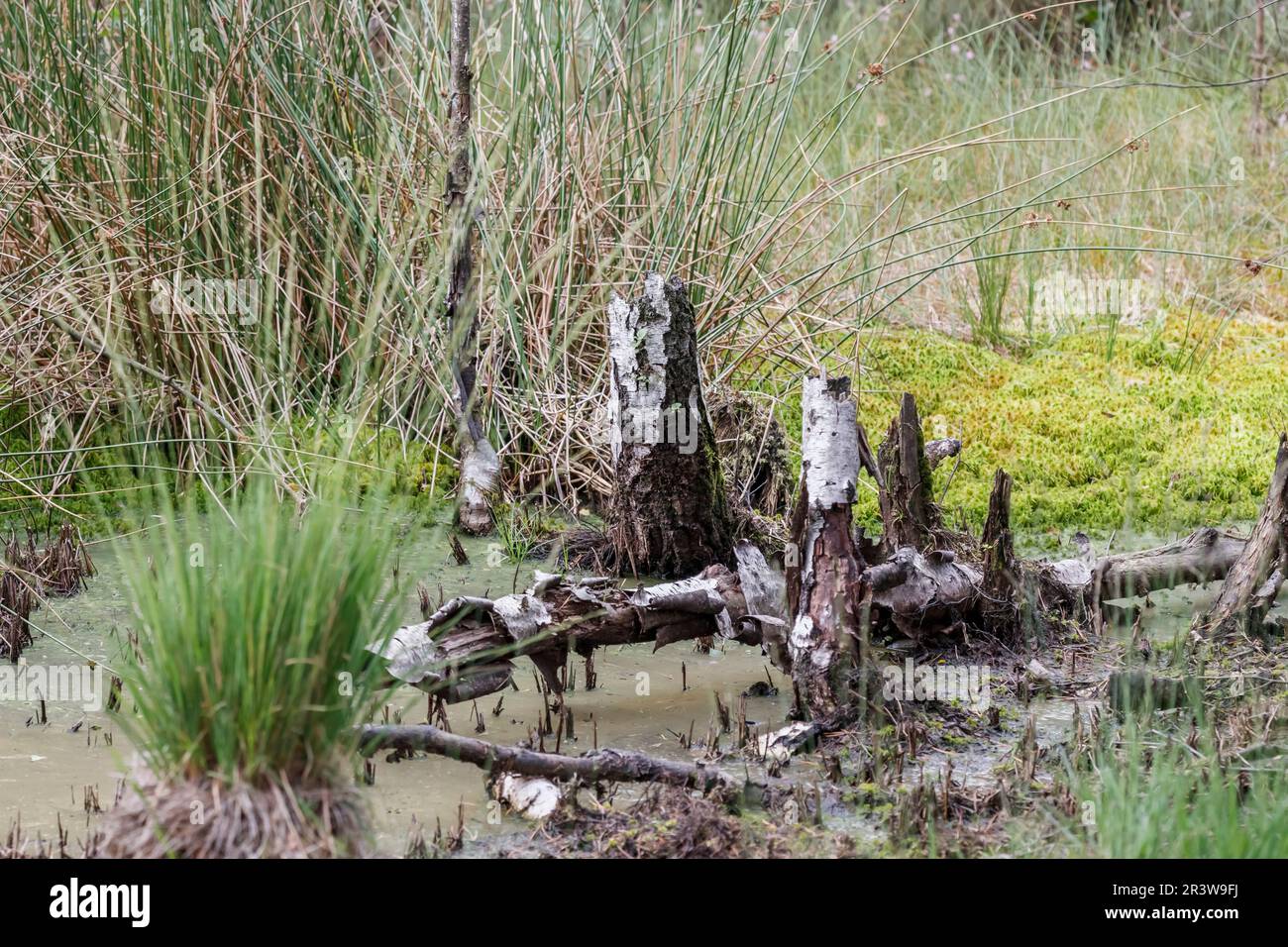 Bramsche achmer Fotos und Bildmaterial in hoher Auflösung Alamy