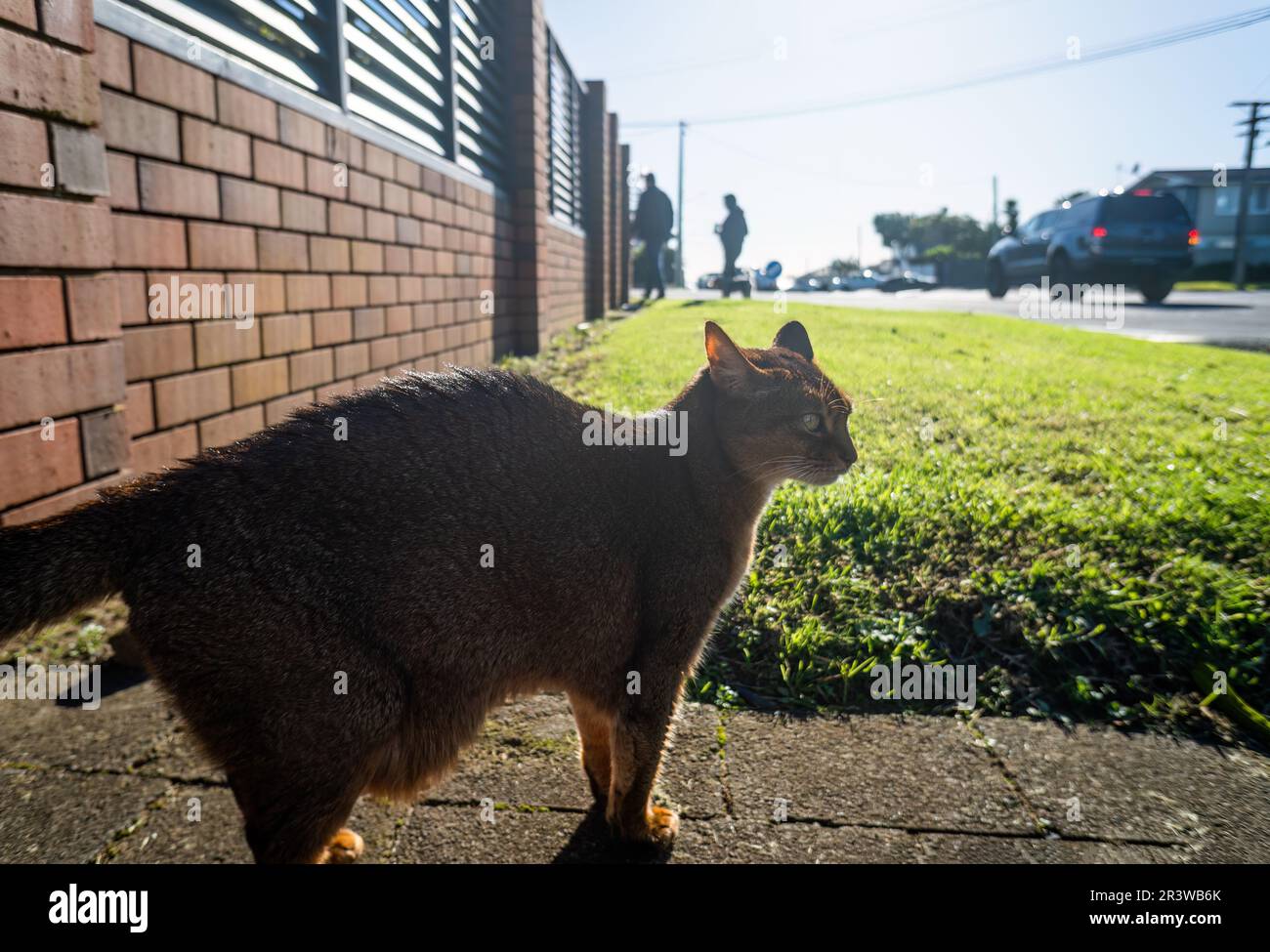 Die Katze schaut auf die Autos und die Menschen auf der Straße. Stockfoto