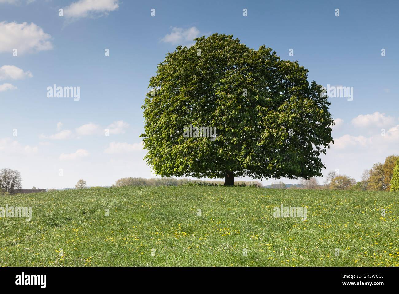 Aesculus hippocastanum, gewöhnliche Rosskastanie im Frühling, Tecklenburger Land, Nordrhein-Westfalen Stockfoto