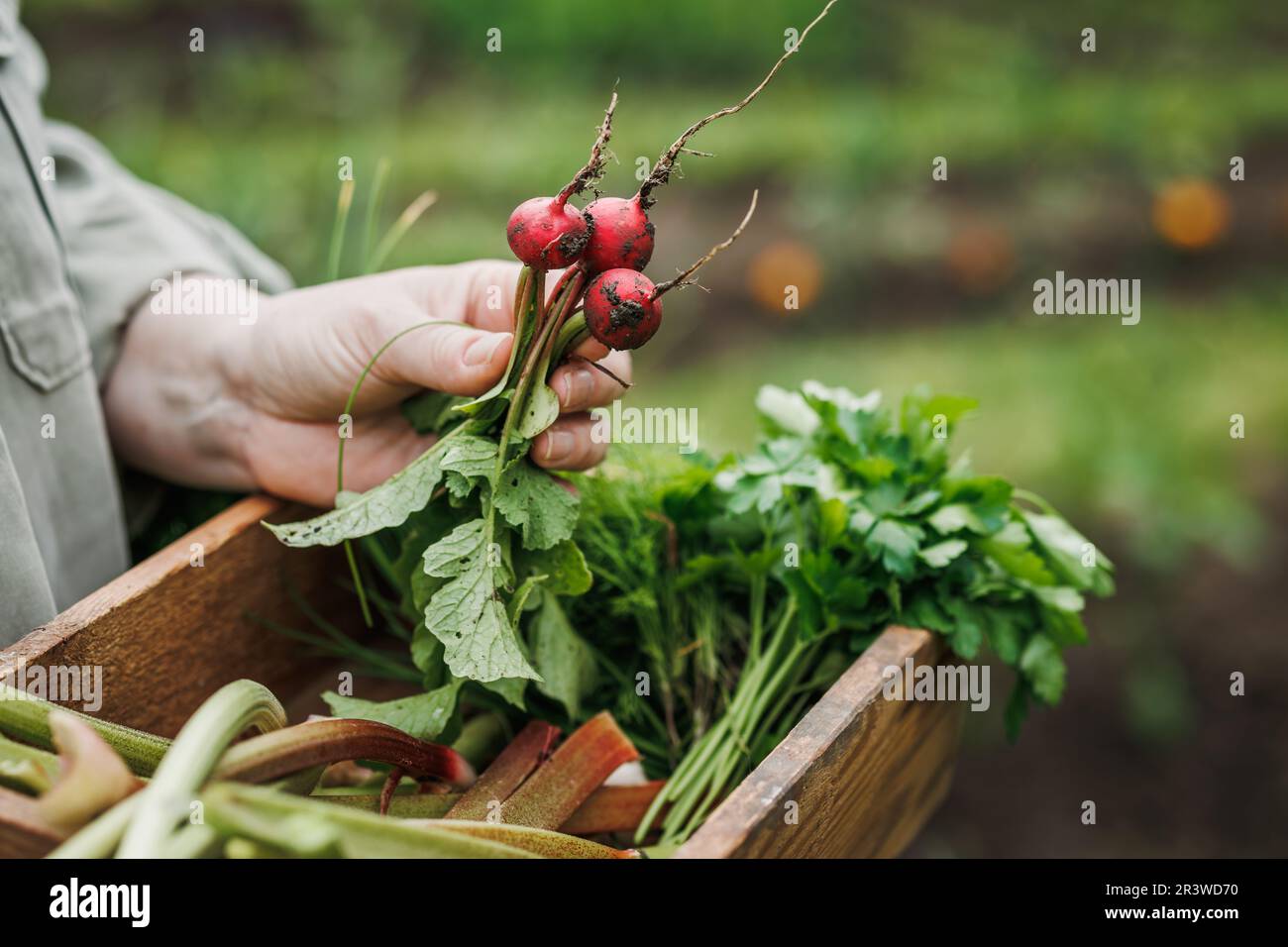 Frisch gepflückter Rettich aus dem Gemüsegarten. Frau mit Holzkiste und geerntetem Bio-Essen Stockfoto