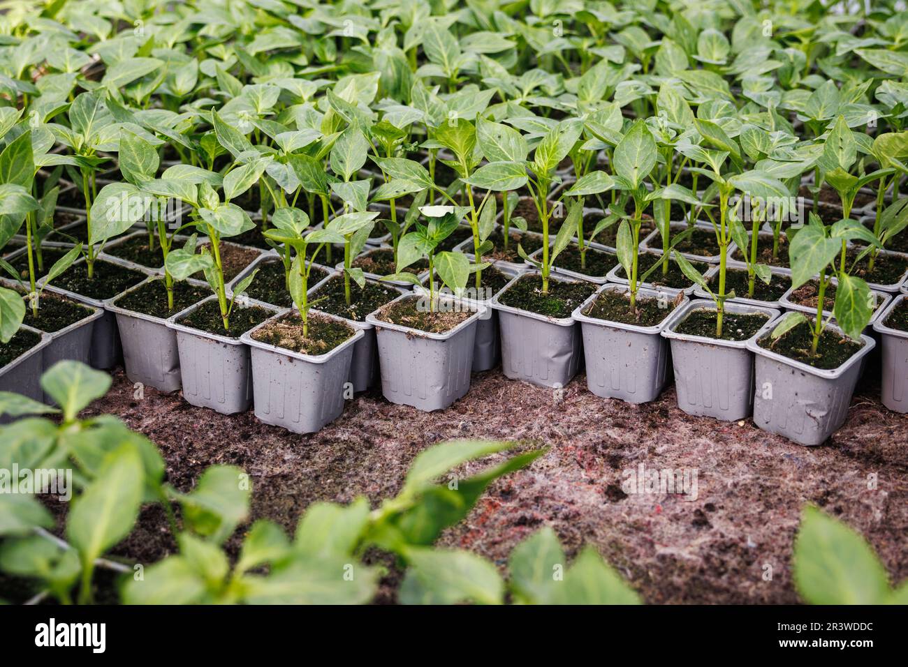 Pfefferkeimling. Topfpflanzen im Blumentopf im Gewächshaus. Gartenarbeit in der Baumschule Stockfoto
