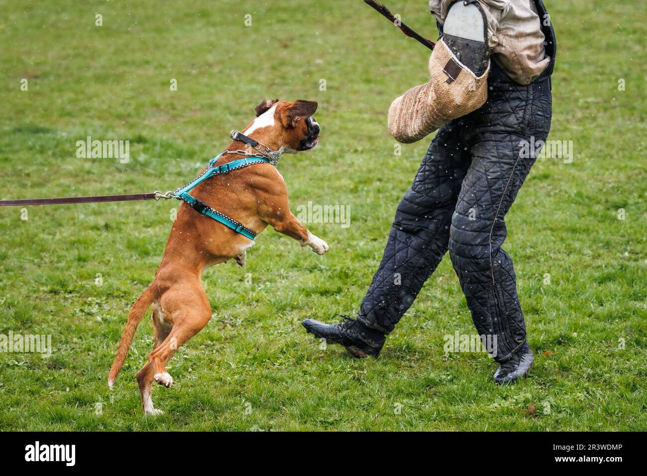 Hundeübungsbiss und Abwehrarbeit. Tiertrainer und bellender und springender Boxer-Hund Stockfoto