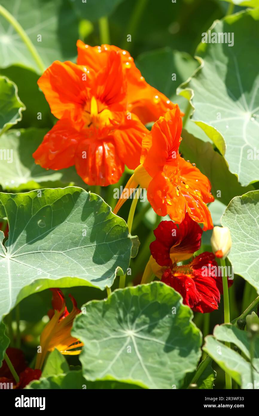 Orangen-Nasturtium-Blumen im Garten. Stockfoto