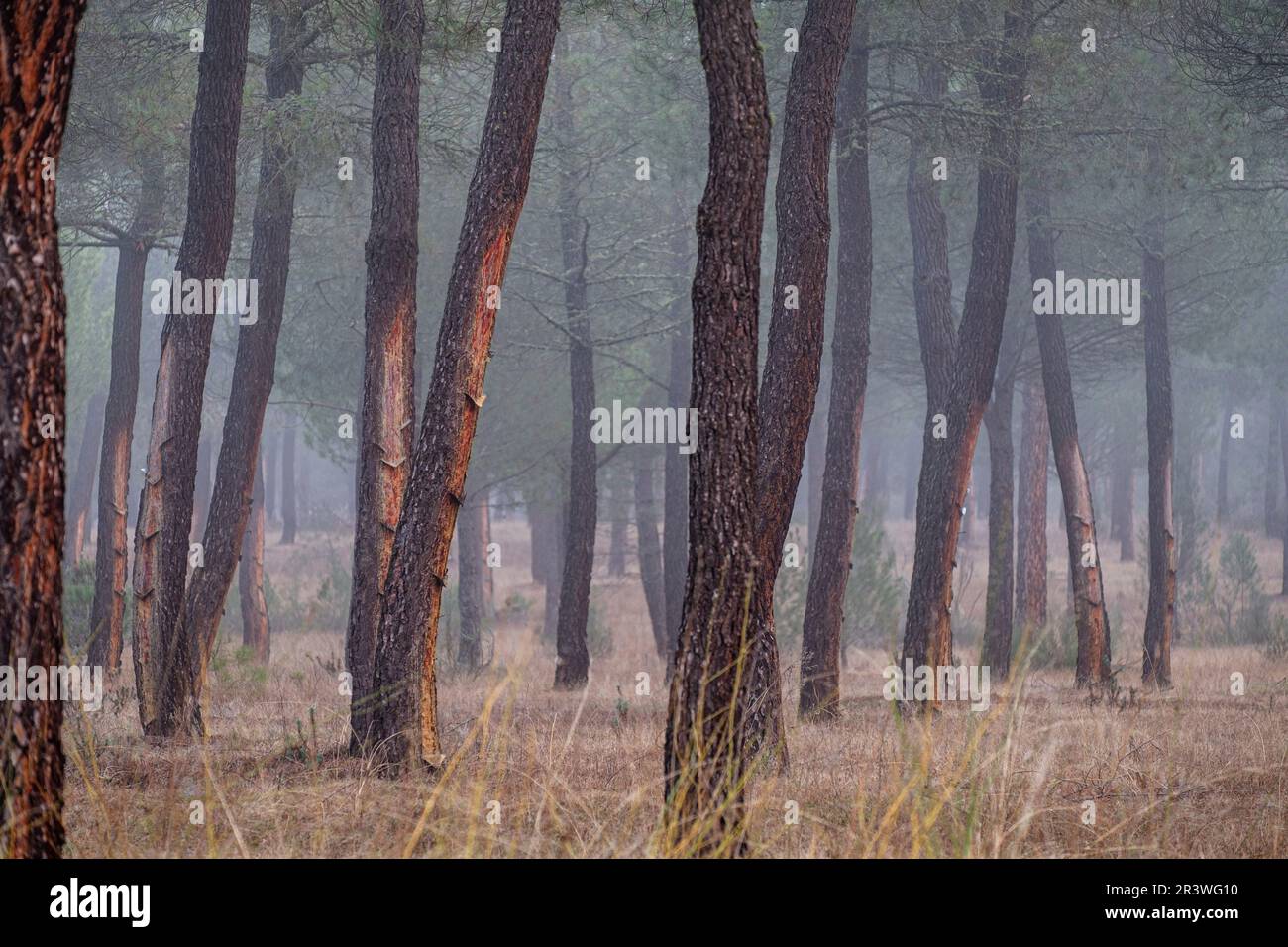 Harzextraktion in einem Pinus pinaster-Wald Stockfoto