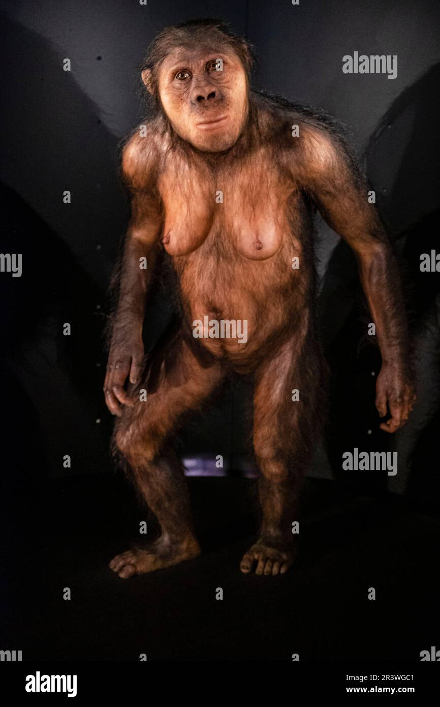 Australopithecus africanus Stockfoto