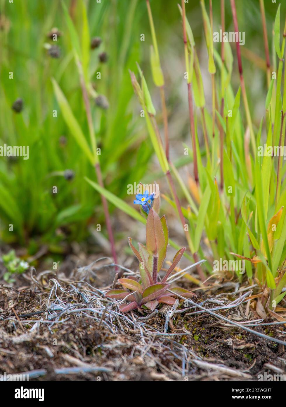 Myosotis alpestris oder alpine vergessene Blumen. Kleine blaue Blumen Stockfoto