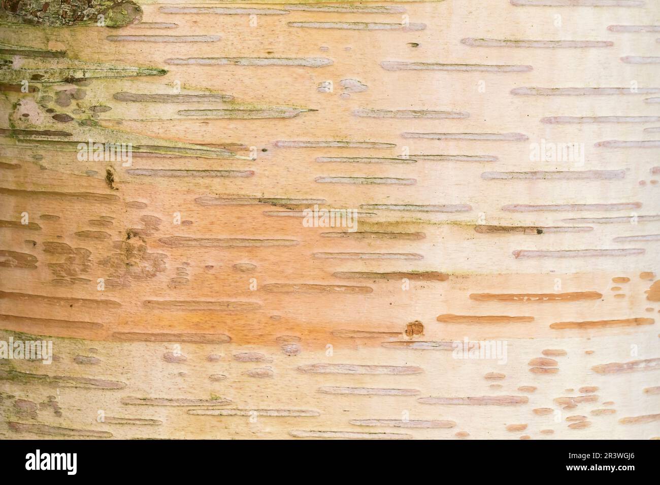 Betula ermanii (Baumrinde), bekannt als Erman-Birke, japanische Bergbirke, Erman-Birke Stockfoto