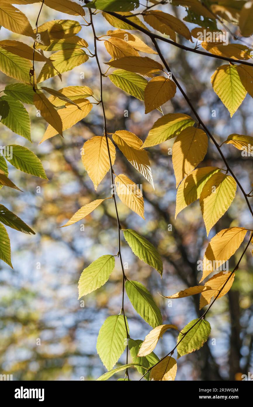 Betula Lenta im Herbst, bekannt als Schwarzbirke, Kirschbirke, Süßbirke Stockfoto