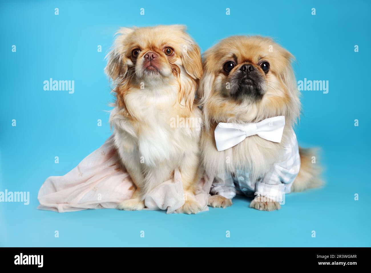 Süße Pekingese-Hunde in Tierkleidung auf hellblauem Hintergrund Stockfoto