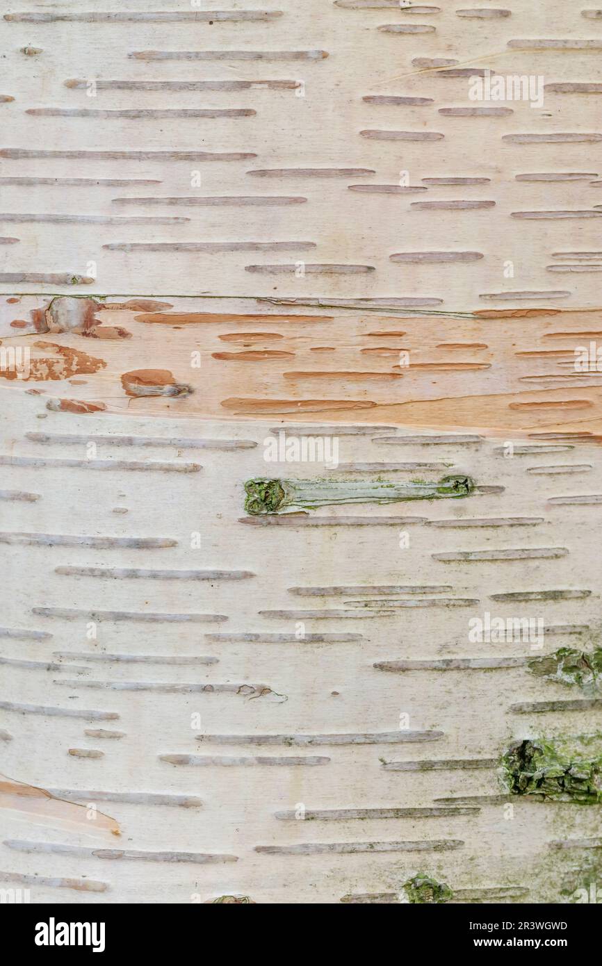 Betula ermanii (Baumrinde), bekannt als Erman-Birke, japanische Bergbirke, Erman-Birke Stockfoto