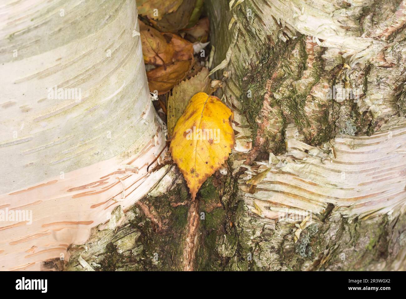 Betula ermanii (Baumrinde), bekannt als Erman-Birke, japanische Bergbirke, Erman-Birke Stockfoto