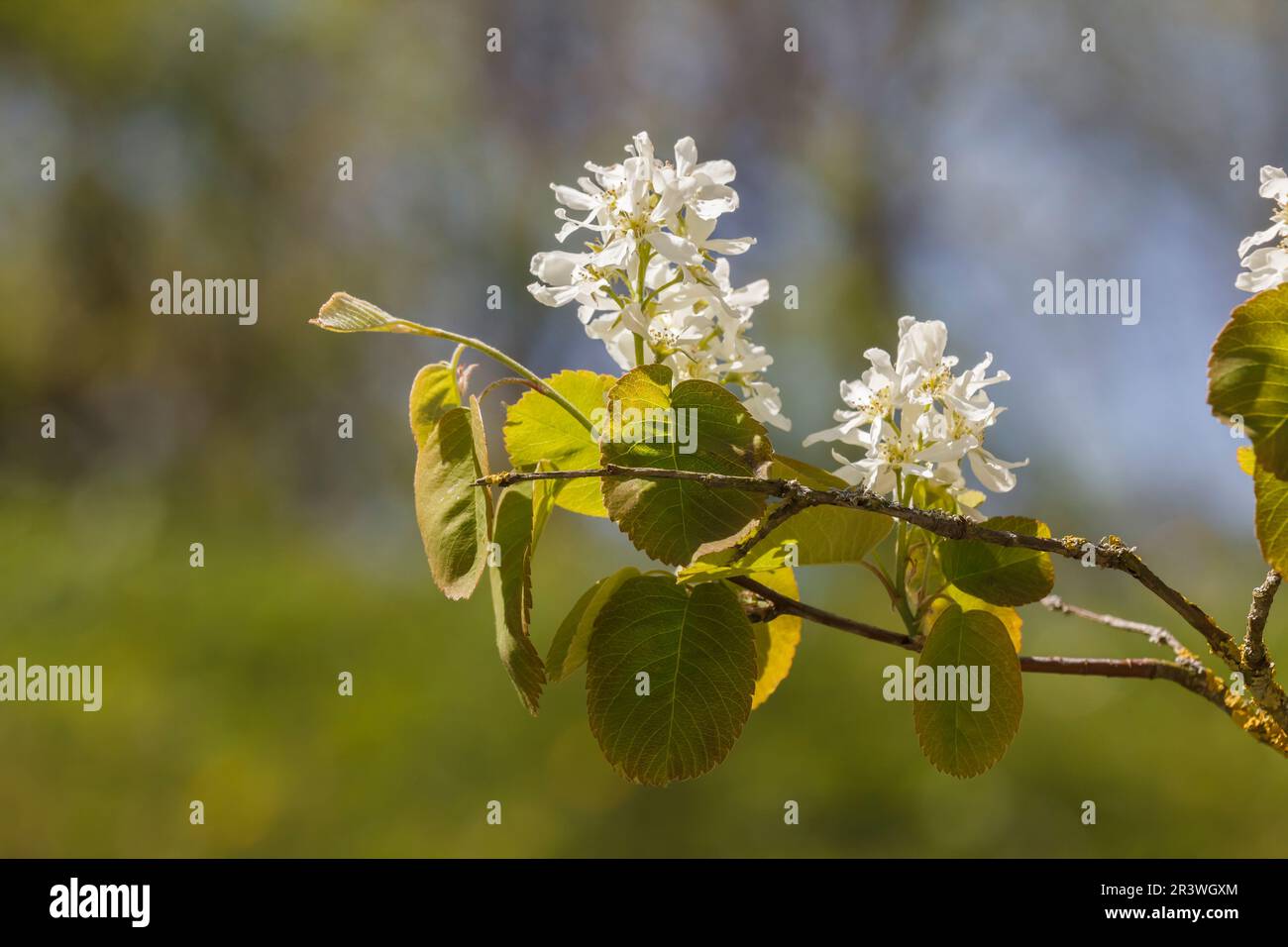 Amelanchier florida (Amelanchier alnifolia), Juneberry, auch bekannt als Servisberry, westliche Serviceberry Stockfoto