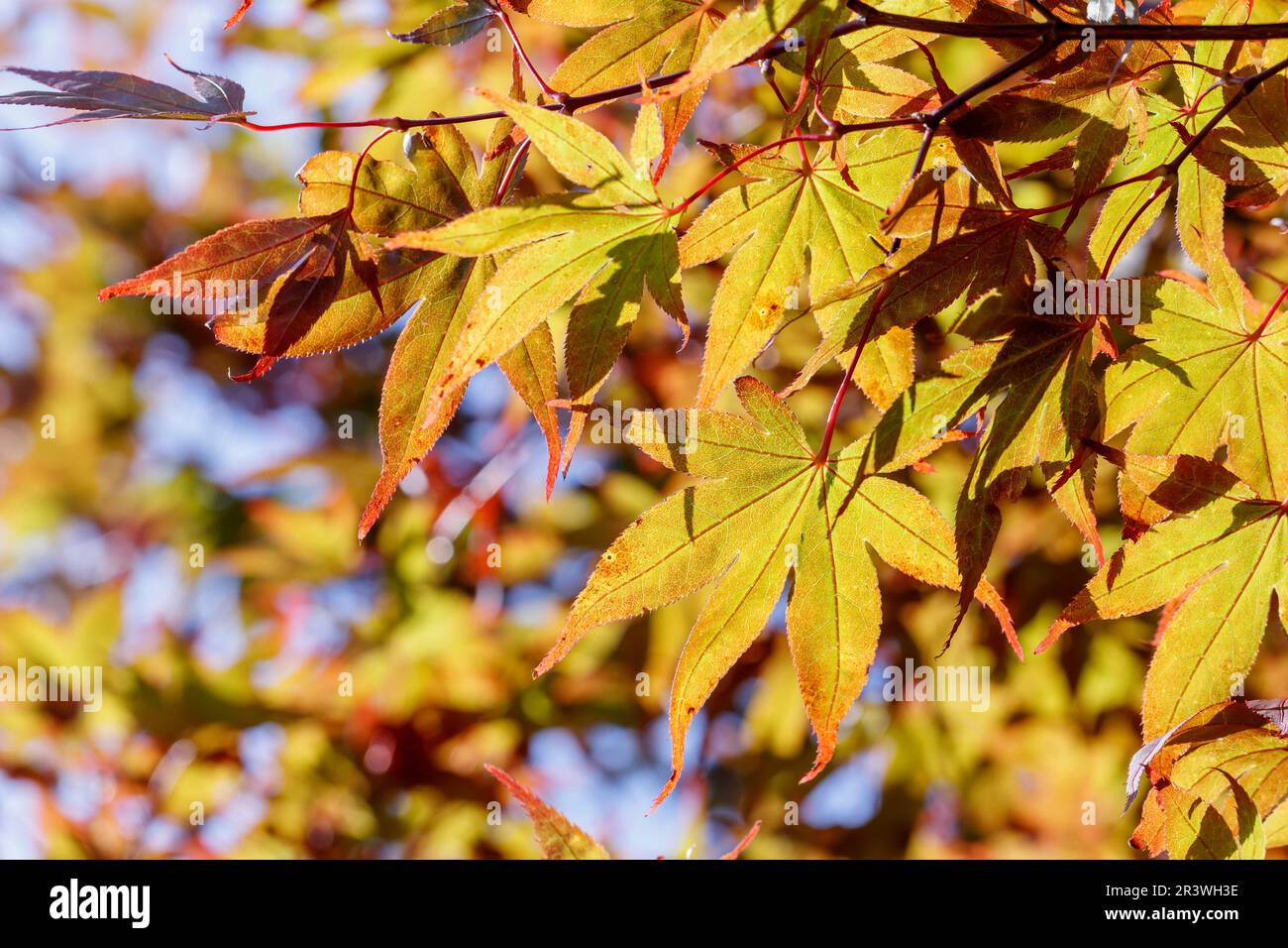 Acer Palmatum im Herbst sind die gebräuchlichen Namen japanischer Ahorn, glatter japanischer Ahorn Stockfoto