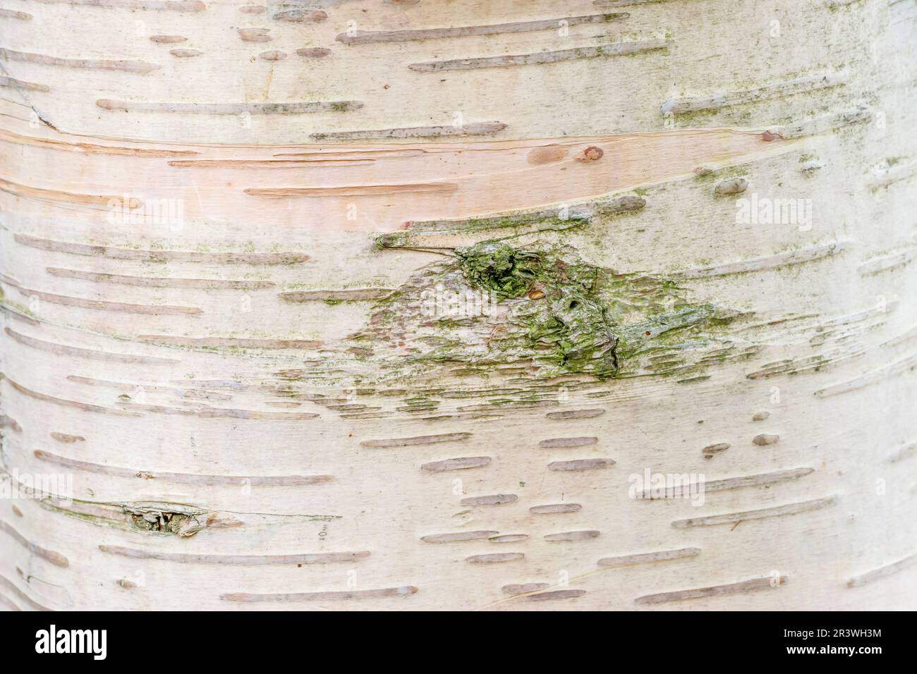 Betula ermanii (Baumrinde), bekannt als Erman-Birke, japanische Bergbirke, Erman-Birke Stockfoto