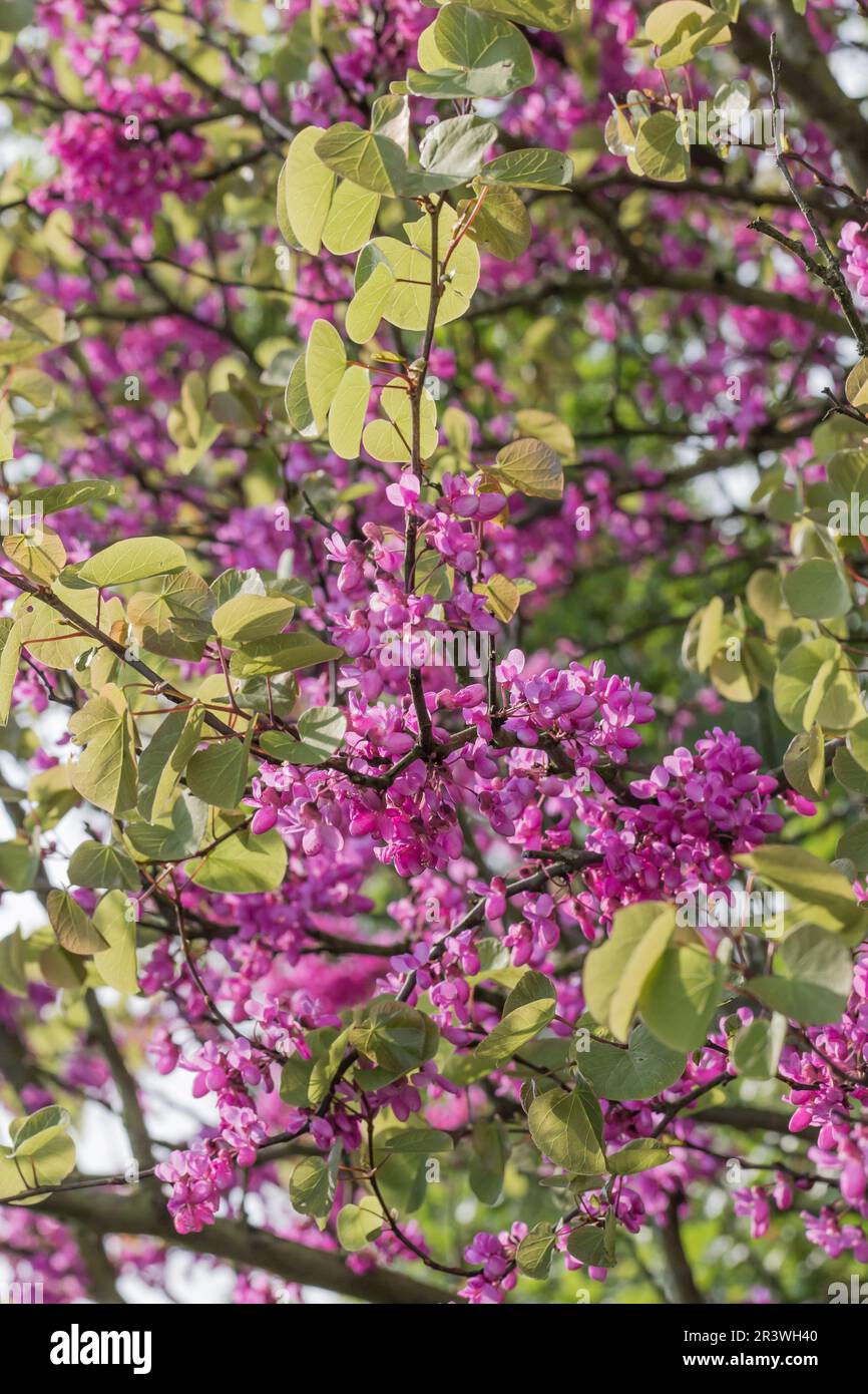 Cercis siliquastrum im Frühling, bekannt als Judas-Baum, Judastree, Redbud Stockfoto